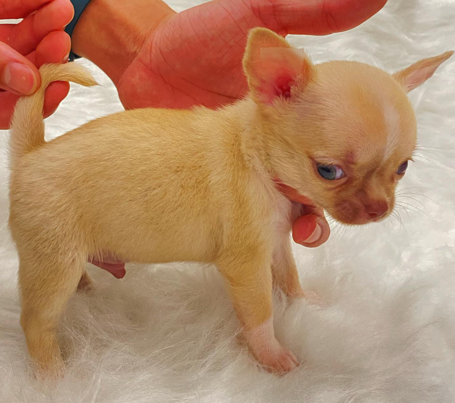 Chihuahua