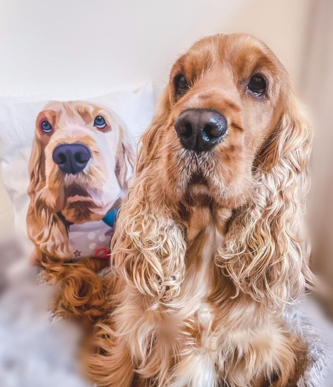 Cocker Spaniel