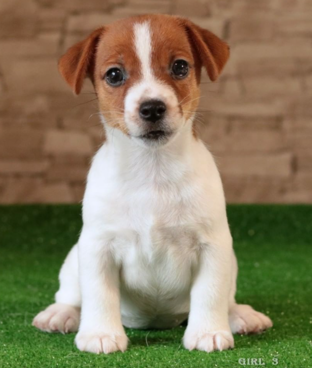 Jack Russell Terrier