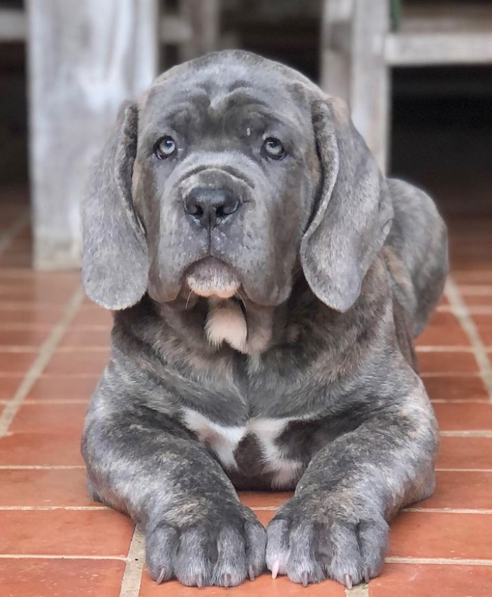 Cane Corso