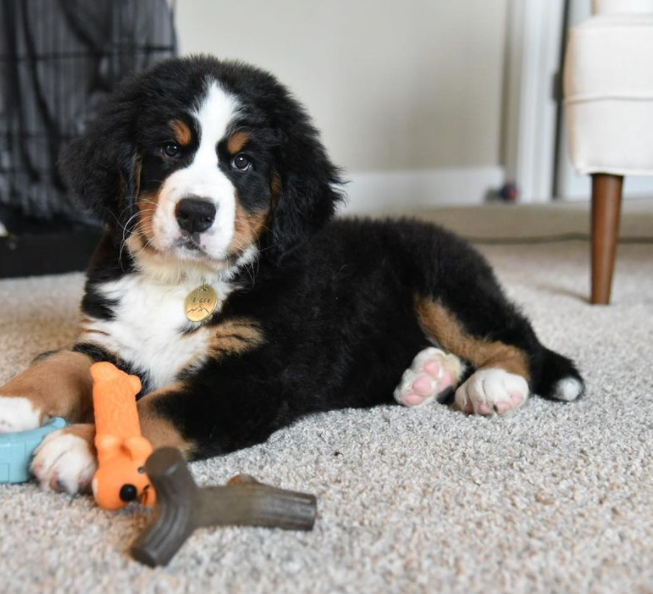 Berner Sennenhund