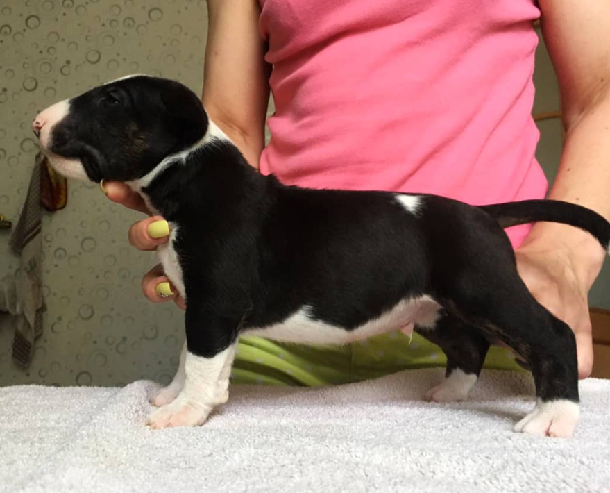 Bullterrier