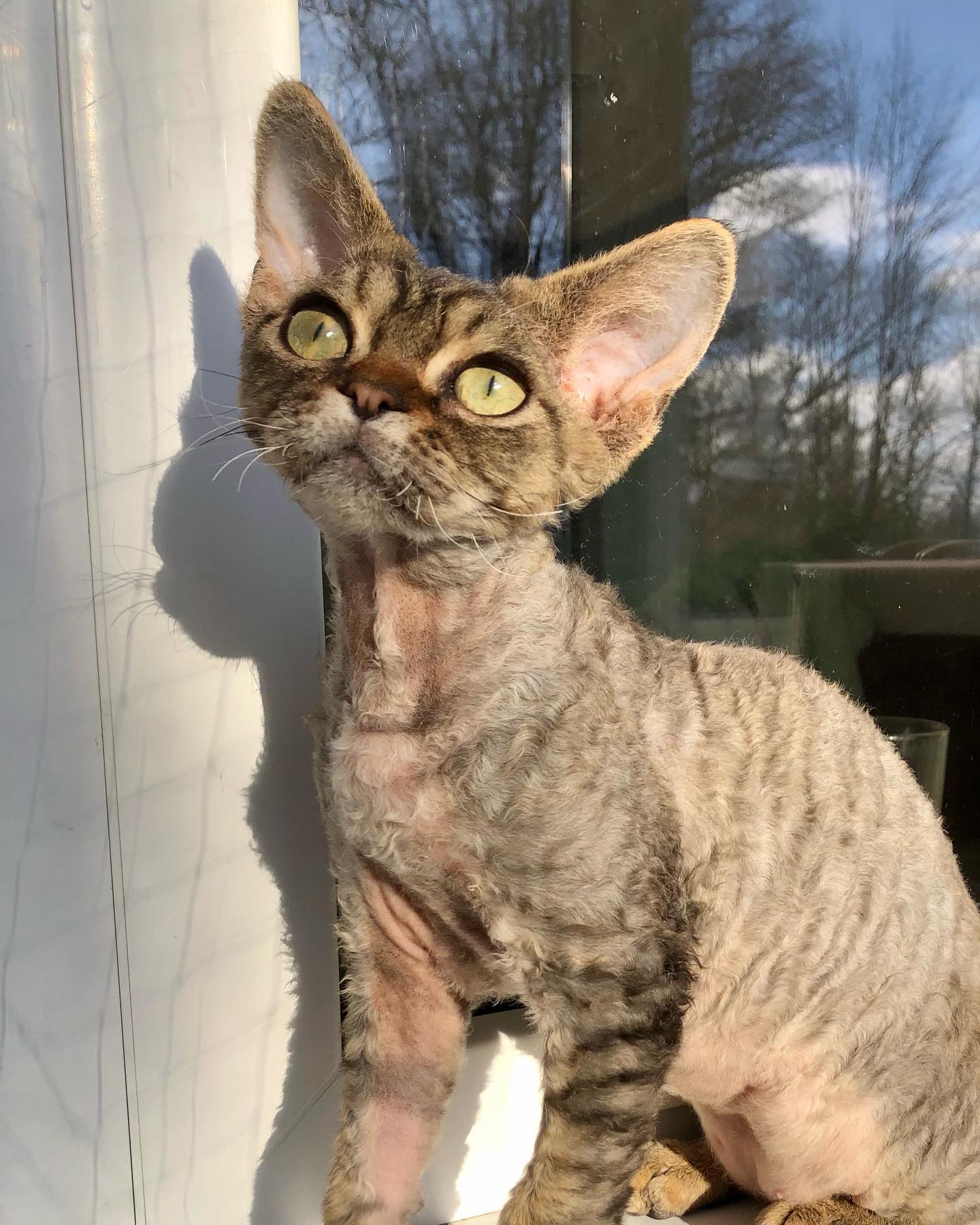 Devon Rex Kätzchen