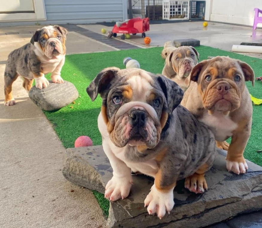 Englische Bulldogge