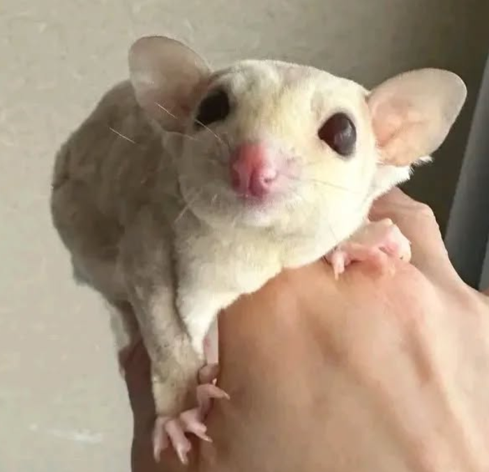 Exotische Tiere