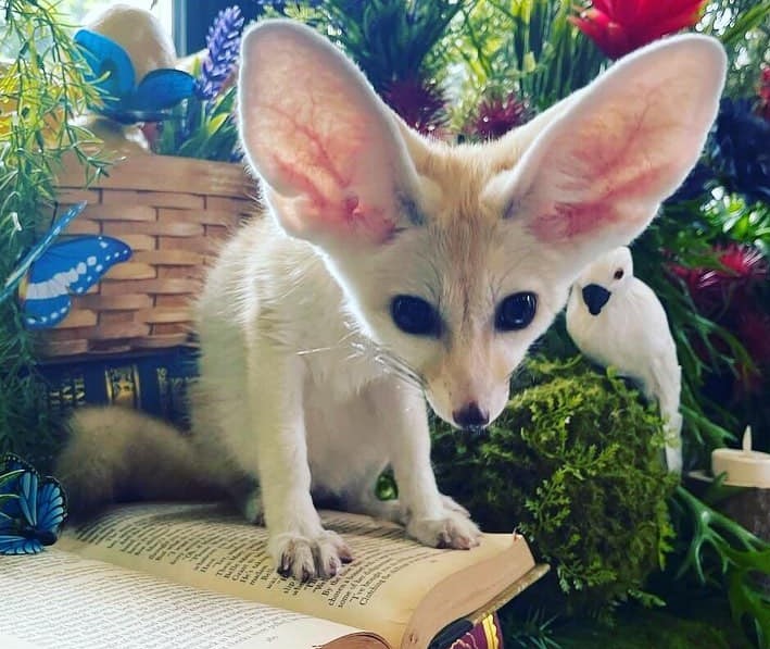 Fennekfuchs