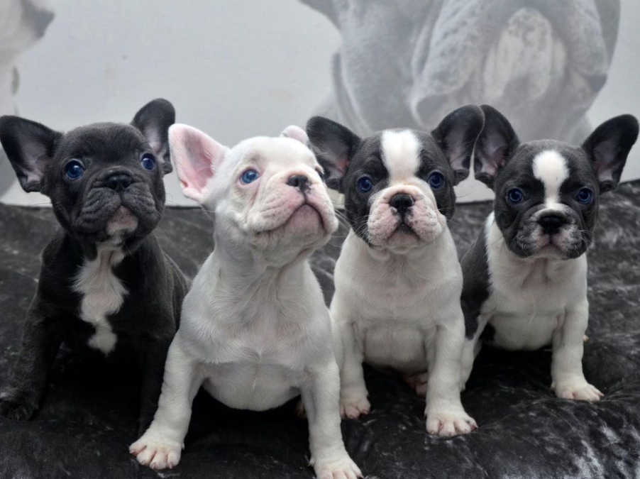 Französische Bulldogge