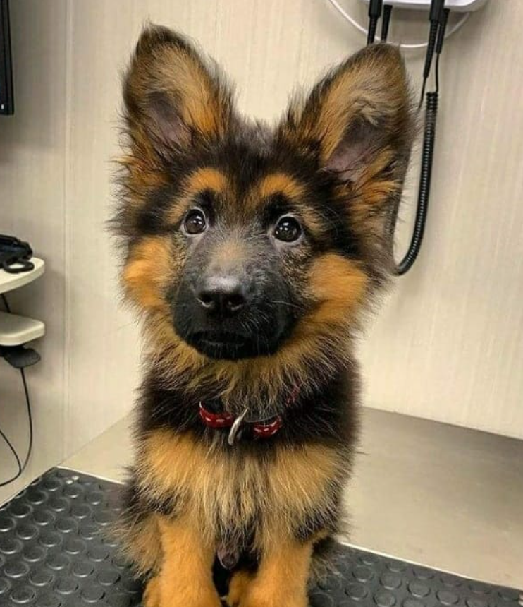 Deutscher Schäferhund