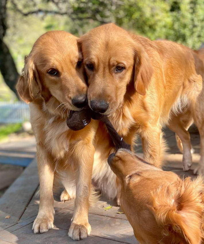 Golden Retriever
