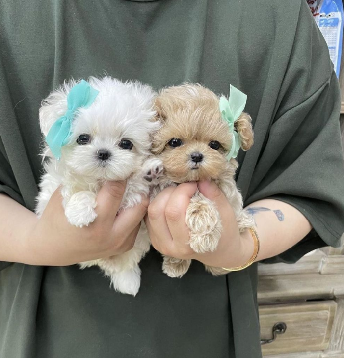 Maltipoo