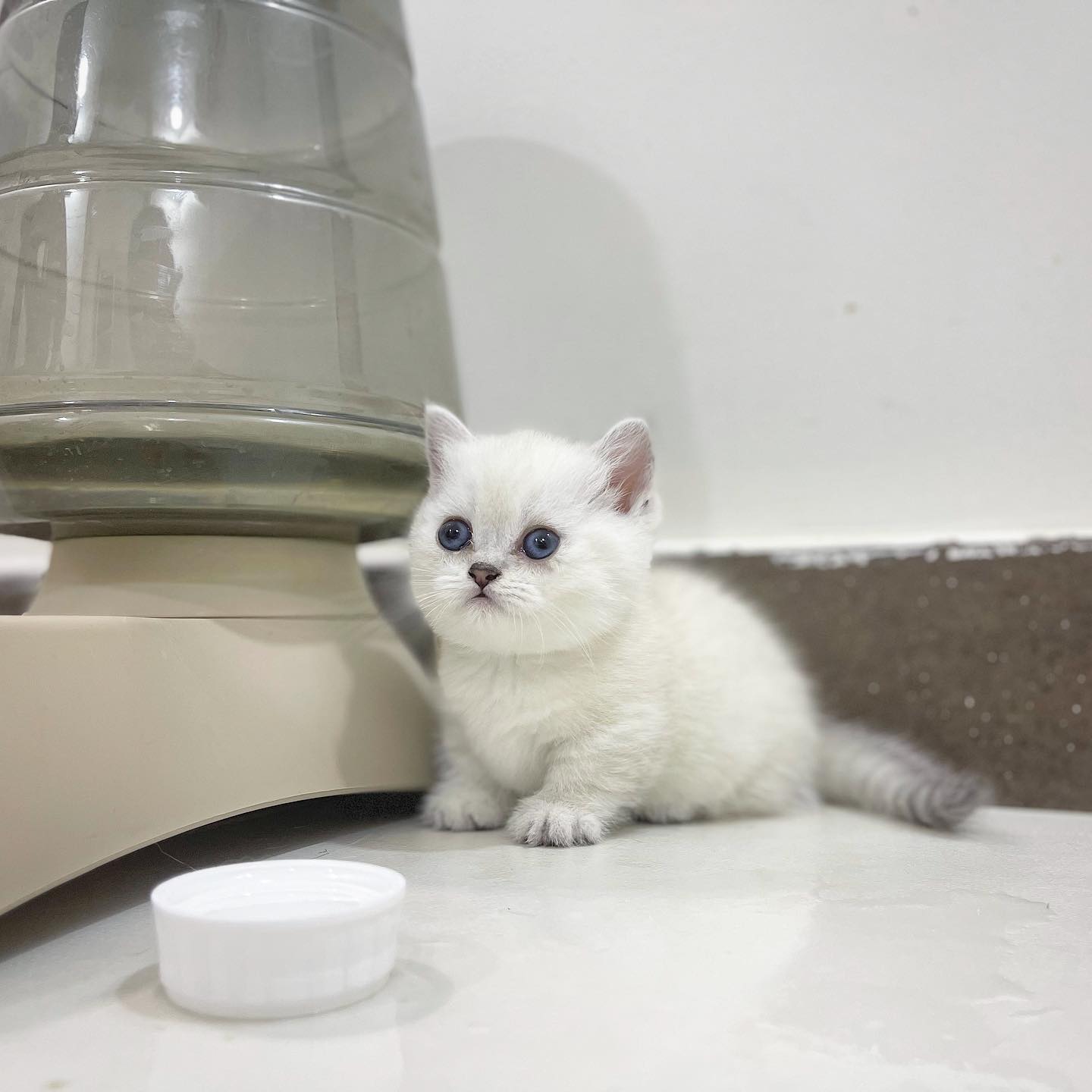 Munchkin Kätzchen