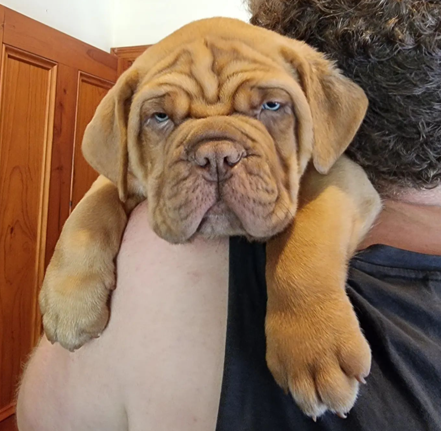 Dogue de Bordeaux