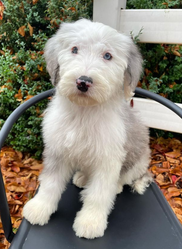 Shih Poo