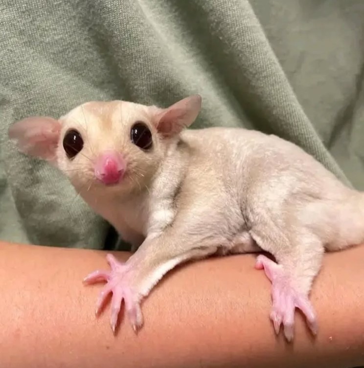 Sugar Glider