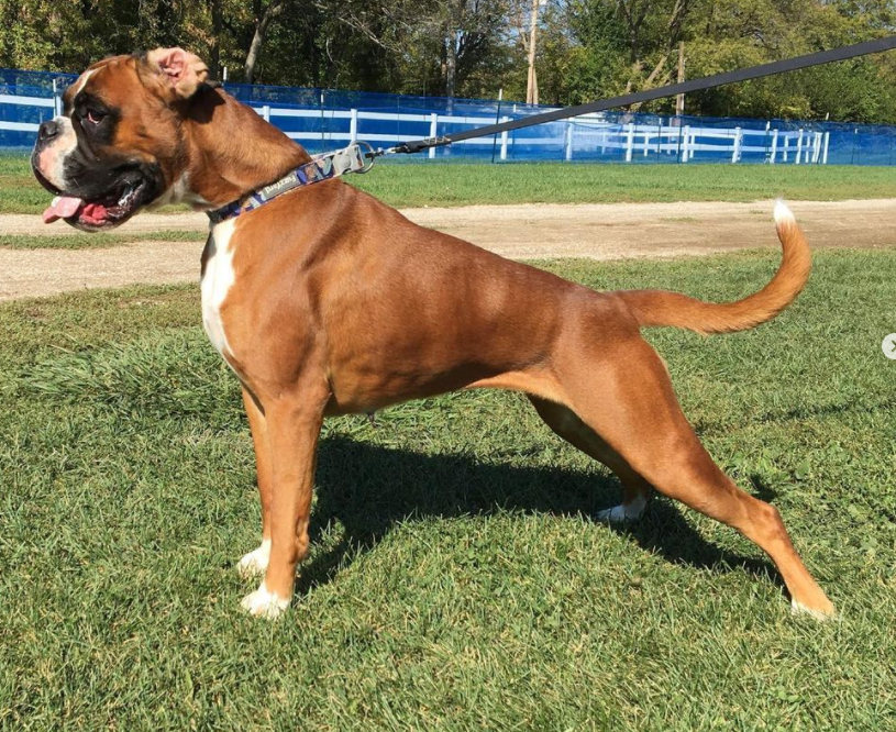 Boxer