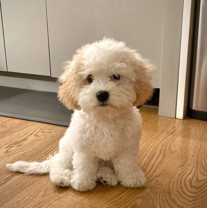Cavachon