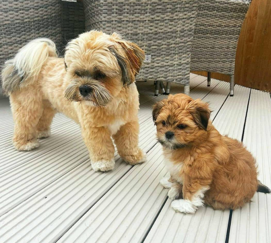 Lhasa Apso