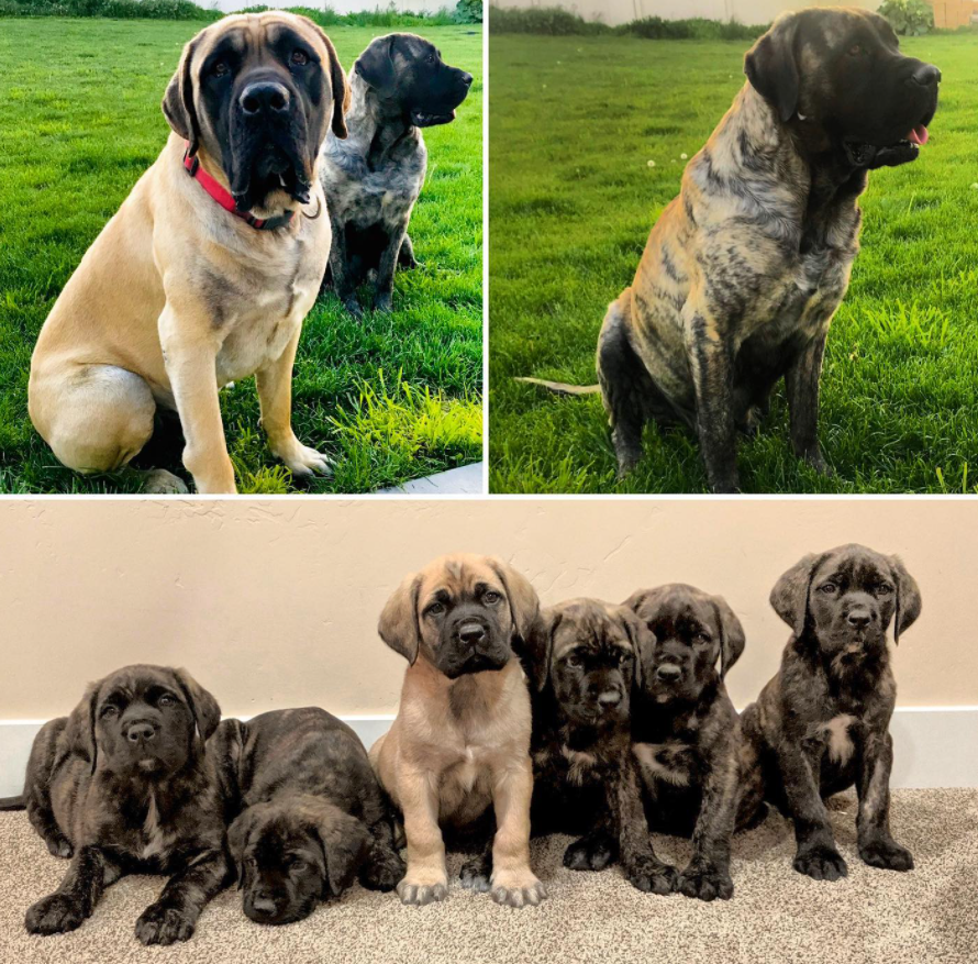 English Mastiff