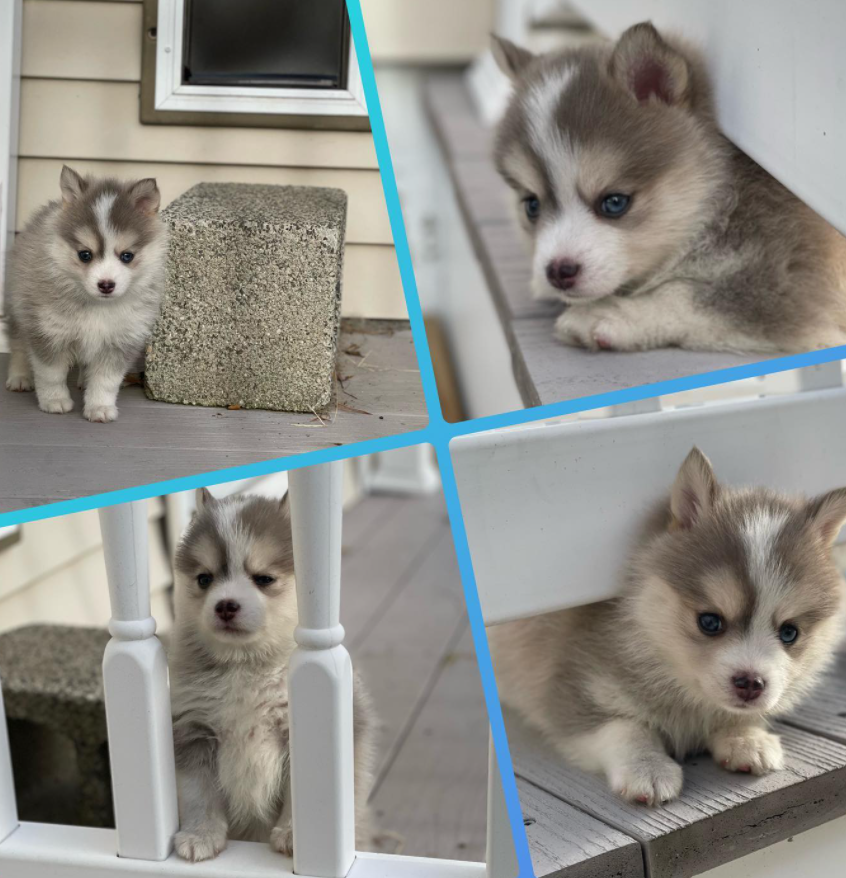 Pomsky