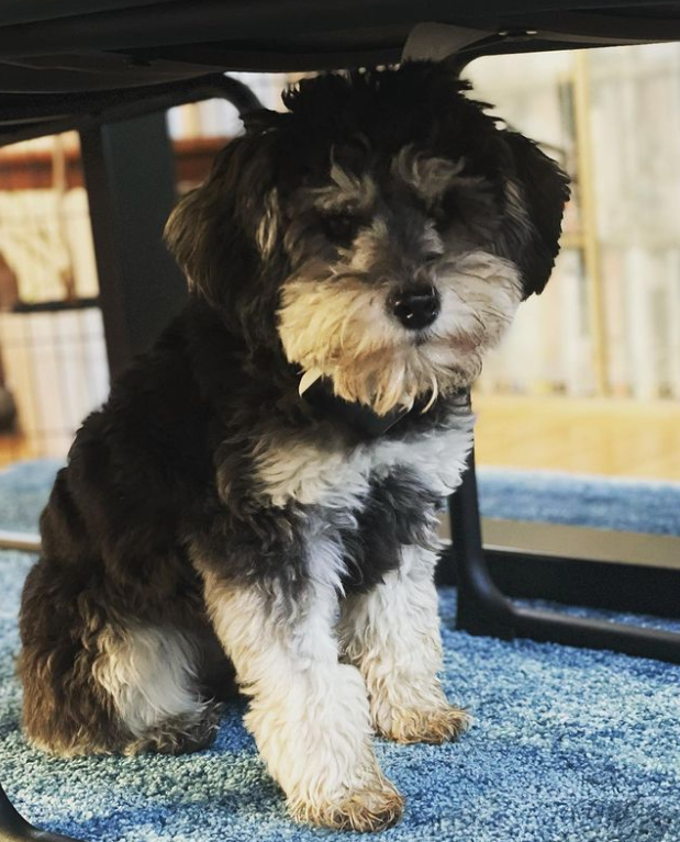 Schnoodle