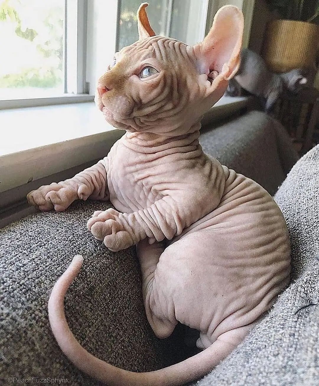 Sphynx Kätzchen