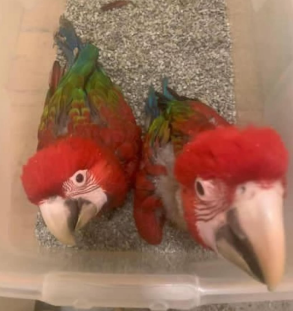 2 Monate alter Grünflügelara - papagei-papageieneier.de - Image 2
