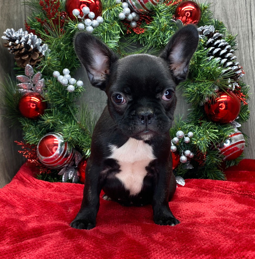 🐾 Jessica – Weiblicher Französische Bulldogge-Welpe 🐶🎀