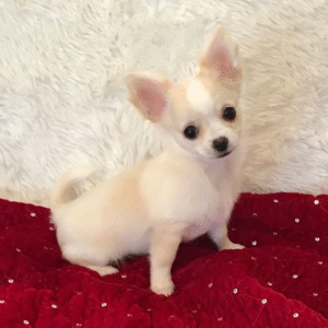 🐾 Sophie – Weiblicher Chihuahua-Welpe 🐶🌸