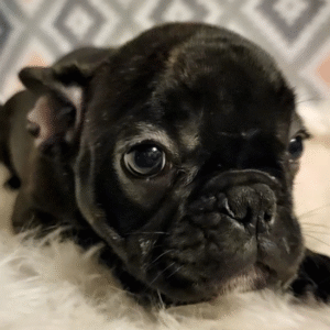 🐾 Tinkerbel – Weiblicher Französische Bulldogge-Welpe 🐶💖