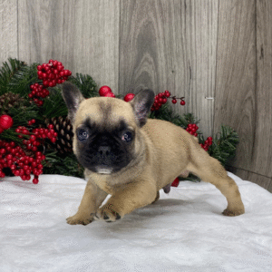 🐾 Ronald – Männlicher Französische Bulldogge-Welpe 🐶💙