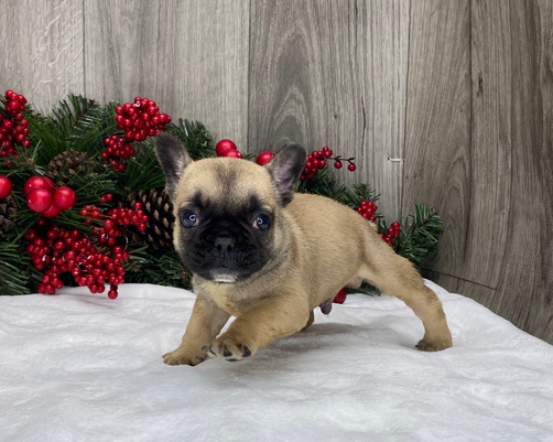 🐾 Ronald – Männlicher Französische Bulldogge-Welpe 🐶💙