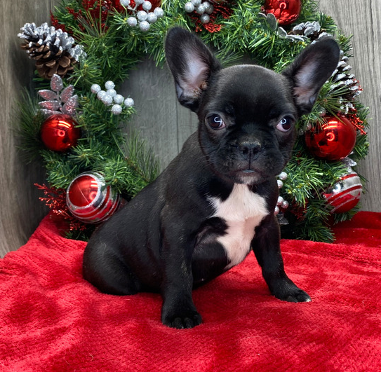 🐾 Jessica – Weiblicher Französische Bulldogge-Welpe 🐶🎀 – Bild 2