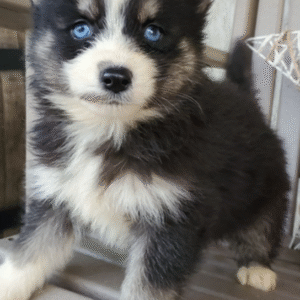 🐾 Heidi – Weiblicher Pomsky-Welpe 🐶💖