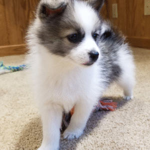 🐾 Shief – Männlicher Pomsky-Welpe 🐶💙