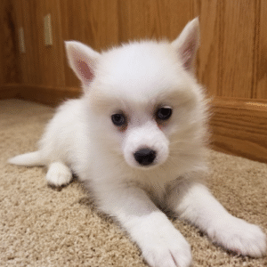 🐾 Callie – Weiblicher Pomsky-Welpe 🐶❄️