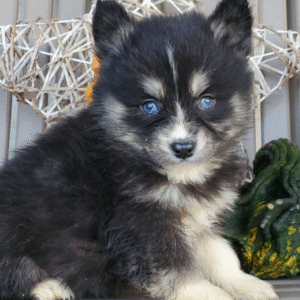 🐾 June – Weiblicher Pomsky-Welpe 🐶🌷