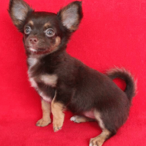 🐾 Darcy – Weiblicher Chihuahua-Welpe 🐶💗