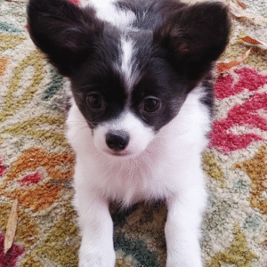 🐾 Rusty – Männlicher Chihuahua-Welpe 🐶🧡