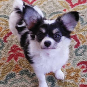 🐾 Sunny – Weiblicher Chihuahua-Welpe ☀️🐶