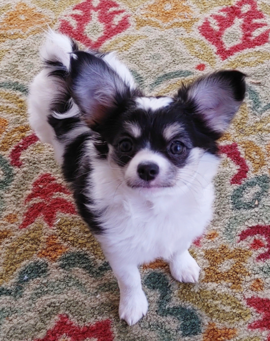 🐾 Sunny – Weiblicher Chihuahua-Welpe ☀️🐶