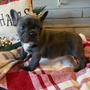 🐾 Saphire – Weiblicher Französische Bulldogge-Welpe 🐶💎