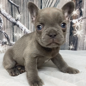 🐾 Kitt – Männlicher Französische Bulldogge-Welpe 🐶🩵