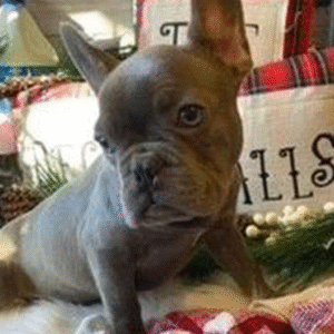 🐾 Mia – Weiblicher Französische Bulldogge-Welpe 🐶💗
