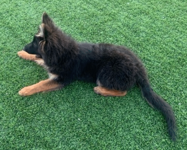 🐾 Angela – Weiblicher Deutscher Schäferhund-Welpe 🐶🌟 – Bild 2