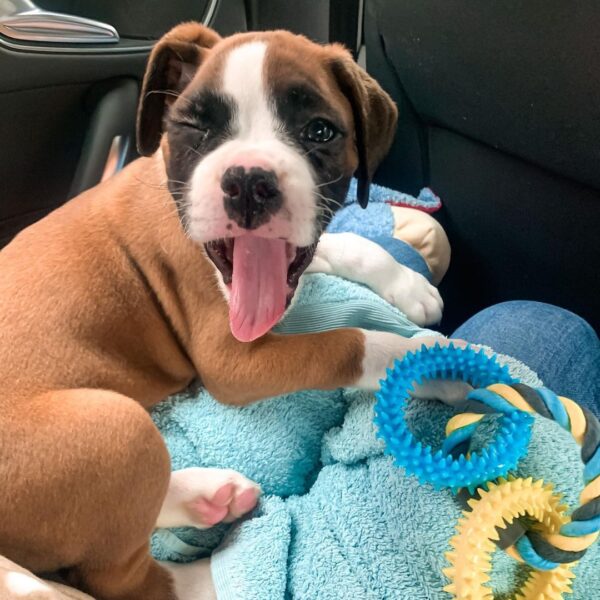 🐾 Max – Männlicher Boxer-Welpe 🐶💪 – Bild 3
