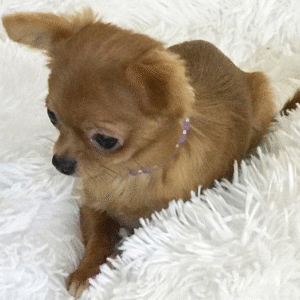 🐾 Teddy – Männlicher Chihuahua-Welpe 🐶🧸