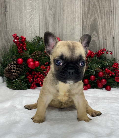 🐾 Ronald – Männlicher Französische Bulldogge-Welpe 🐶💙 – Bild 2
