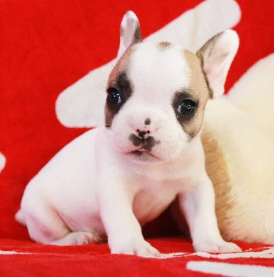 🐾 Ruger – Männlicher Französische Bulldogge-Welpe 🐶🖤