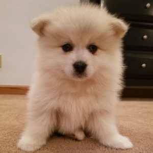 🐾 Chaz – Männlicher Pomsky-Welpe 🐶🩵