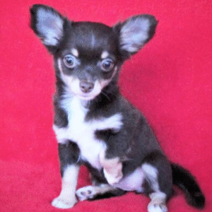 🐾 Dovie – Weiblicher Chihuahua-Welpe 🐶🌷